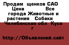 Продам ,щенков САО. › Цена ­ 30 000 - Все города Животные и растения » Собаки   . Челябинская обл.,Куса г.